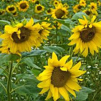 Gelb Helianthus Blumensamen zur Aussaat – Anzucht – Traditionssorte & ohne Gentechnik Samen Hausgarten
