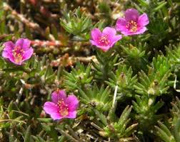 Rot Stein Purslane Ruby Tuesday or Calandrinia Blumensamen zur Aussaat – Schnitt Blume beliebt – Traditionssorte & ohne Gentechnik Samen Hausgarten
