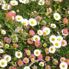 Karvinskianus Blumensamen zur Aussaat – robust Sorte – Traditionssorte & ohne Gentechnik Samen Hausgarten