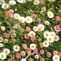 Karvinskianus Blumensamen zur Aussaat – robust Sorte – Traditionssorte & ohne Gentechnik Samen Hausgarten