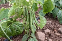 Bean Phaseolus spp Gemüse Samen zum Pflanzen in Garden and Gemüse Patch