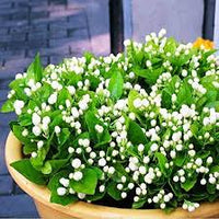Jasmin Samen fuer Garten und Kuebel