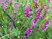 Lila Hairy Vetch Blumensamen zur Aussaat – Garten beliebt – Traditionssorte & ohne Gentechnik Samen Hausgarten