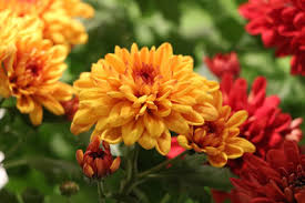 hell Orange Chrysantheme Blumensamen zur Aussaat – Anzucht – Traditionssorte & ohne Gentechnik Samen Hausgarten