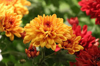 hell Orange Chrysantheme Blumensamen zur Aussaat – Anzucht – Traditionssorte & ohne Gentechnik Samen Hausgarten