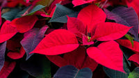 Gelb Rot Weihnachtsstern Blumensamen zur Aussaat – leuchtend – Traditionssorte & ohne Gentechnik Samen Hausgarten
