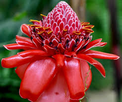 Rot Etlingera Blumensamen zur Aussaat – kompakt Wuchs – Traditionssorte & ohne Gentechnik Samen Hausgarten