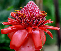 Rot Etlingera Blumensamen zur Aussaat – kompakt Wuchs – Traditionssorte & ohne Gentechnik Samen Hausgarten