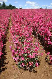 Rosa Clarkia Blumensamen zur Aussaat – kompakt Wuchs – Traditionssorte & ohne Gentechnik Samen Hausgarten