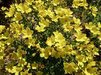 Gelb Linum Flavum Blumensamen zur Aussaat – Halbschatten verträglich – Traditionssorte & ohne Gentechnik Samen Hausgarten