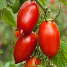 Amish Paste Traditionell Tomate Solanum lycopersicum Gemüse Samen zum Pflanzen in Garden
