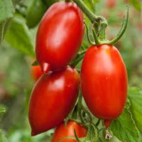 Amish Paste Traditionell Tomate Solanum lycopersicum Gemüse Samen zum Pflanzen in Garden