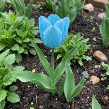 Tulpe Blumensamen Himmelblau Blumensamen zur Aussaat – Schnitt Blume beliebt – Traditionssorte & ohne Gentechnik Samen Hausgarten