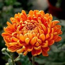 Chrysantheme Orange Weiß Blumensamen zur Aussaat – Drought verträglich – Traditionssorte & ohne Gentechnik Samen Hausgarten