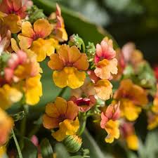 Orange Nemesia Blumensamen zur Aussaat – saisonal Dauerblüher – Traditionssorte & ohne Gentechnik Samen Hausgarten