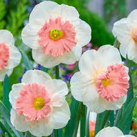 Baby rosa weiß daffodil blume samen for anpflanzung – heirloom nongmo organic garten samen – shade tolerant high germination
 
 sale for anpflanzung in home garten