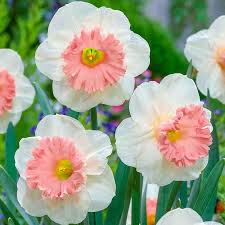 Baby rosa weiß daffodil blume samen for anpflanzung – heirloom nongmo organic garten samen – shade tolerant high germination
 
 sale for anpflanzung in home garten