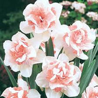 klein Rosa Weiß Narzisse Blumensamen zur Aussaat – Traditionssorte ohne Gentechnik biologisch Garten Samen – Halbschatten verträglich Keimung