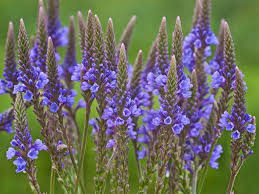 Blau Vervain Blumensamen zur Aussaat – hochwertige Qualitäts- – Traditionssorte & ohne Gentechnik Samen Hausgarten