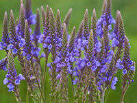 Blau Vervain Blumensamen zur Aussaat – hochwertige Qualitäts- – Traditionssorte & ohne Gentechnik Samen Hausgarten