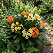 Gemischt Clivia Blumensamen zur Aussaat – leuchtend mehrjährige Blüten