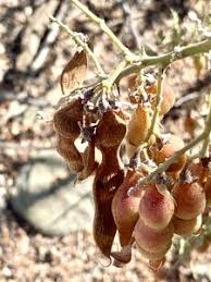 Desert Ironwood Baum Samen – Traditionssorte ohne Gentechnik Samen Hausgarten Aussaat