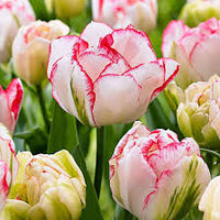 zart Rosa Tulpe Blumensamen zur Aussaat – Bestäuber freundlich – Traditionssorte & ohne Gentechnik Samen Hausgarten