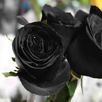 Schwarz Rose Blumensamen zur Aussaat – Anzucht – Traditionssorte & ohne Gentechnik Samen Hausgarten