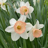 klein Rosa Weiß Narzisse Blumensamen zur Aussaat – Traditionssorte ohne Gentechnik biologisch Garten Samen – Halbschatten verträglich Keimung