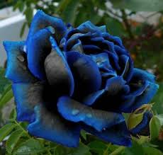 Midnight Supreme dunkel Blau Rose Strauch Blumensamen zur Aussaat Floral Elegance für Ihren Garten