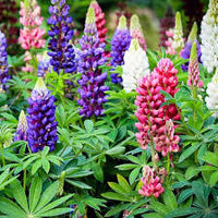 Lupine Gemischt Blumensamen zur Aussaat – ideal Rabatten – Traditionssorte & ohne Gentechnik Samen Hausgarten