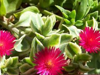 Aptenia Cordifolia Blumensamen zur Aussaat – saisonal Dauerblüher – Traditionssorte & ohne Gentechnik Samen Hausgarten
