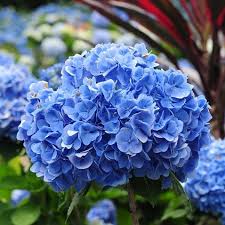 tief Blau Hortensie Blumensamen zur Aussaat – Bestäuber freundlich – Traditionssorte & ohne Gentechnik Samen Hausgarten