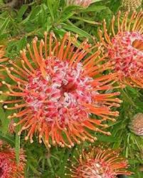 Leucospermum Cordifolium Samen zur Aussaat – hochwertige Blumensamen leuchtend Blüten