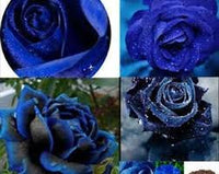 Midnight Supreme dunkel Blau Rose Strauch Blumensamen zur Aussaat Floral Elegance für Ihren Garten