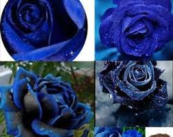 Midnight Supreme dunkel Blau Rose Strauch Blumensamen zur Aussaat Floral Elegance für Ihren Garten