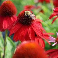 Kastanienrot Coneflower Blumensamen zur Aussaat – lang Blüte Saison – Traditionssorte & ohne Gentechnik Samen Hausgarten