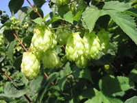 zart Grün Humulus Lupulus Samen zur Aussaat – Traditionssorte ohne Gentechnik biologisch Garten Samen – robust Sorte Keimung