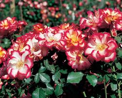 Betty Boop Rose Samen zur Aussaat – leuchtend Rosa Blüten für Ihren Garten