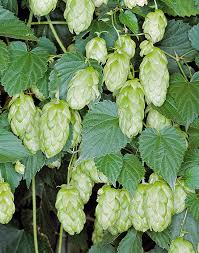 zart Grün Humulus Lupulus Samen zur Aussaat – Traditionssorte ohne Gentechnik biologisch Garten Samen – robust Sorte Keimung