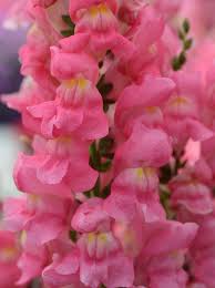 hell Rosa Lupine Blumensamen zur Aussaat – Drought verträglich – Traditionssorte & ohne Gentechnik Samen Hausgarten