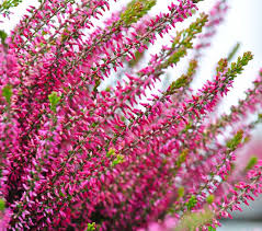Heather Blumensamen zur Aussaat – Landhaus Garten wichtig – Traditionssorte & ohne Gentechnik Samen Hausgarten
