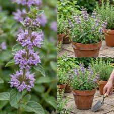 Violett Pennyroyal Blumensamen zur Aussaat – Schnitt Blume beliebt – Traditionssorte & ohne Gentechnik Samen Hausgarten