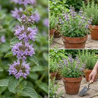 Violett Pennyroyal Blumensamen zur Aussaat – Schnitt Blume beliebt – Traditionssorte & ohne Gentechnik Samen Hausgarten