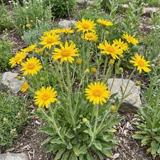 Arnica Montana Blumensamen zur Aussaat – Wildblume Mischung – Traditionssorte & ohne Gentechnik Samen Hausgarten