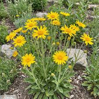 Arnica Montana Blumensamen zur Aussaat – Wildblume Mischung – Traditionssorte & ohne Gentechnik Samen Hausgarten