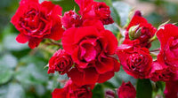 Kastanienrot kletternd Rose Blumensamen zur Aussaat – Wildblume Mischung – Traditionssorte & ohne Gentechnik Samen Hausgarten