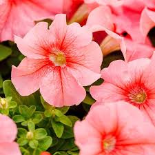Pfirsichfarben Petunie Blumensamen zur Aussaat – Traditionssorte ohne Gentechnik biologisch Garten Samen – Anzucht Keimung Blüten