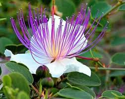 Caper Blumensamen zur Aussaat – hochwertige Qualitäts- – Traditionssorte & ohne Gentechnik Samen Hausgarten