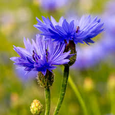 CornFlower Samen zur Aussaat – duftend Blüten – Traditionssorte & ohne Gentechnik Samen Hausgarten